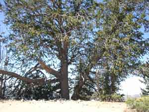 Bristlecone Pine at Cedar Breaks