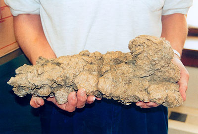 The world's second largest carnivourous dinosaur coprolite from the Royal Saskatchewan Museum