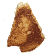 The infamous "virgin Mary" grilled cheese sandwich