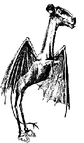 New Jersey Devil - described as three and a half feet high, with a head like a collie and a face like a horse. It had a long neck, wings about two feet long, and its back legs were like those of a crane, and it had horse's hooves