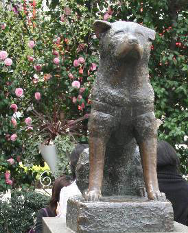 Hachiko