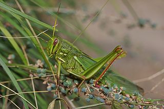 from Flickr via Wikimedia Commons under Creative Commons licence.