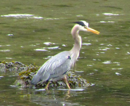 Heron